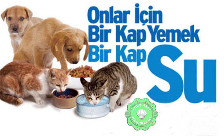 Yemek Artıklarıyla Sokak Hayvanlarının Karnını Doyuruyorlar